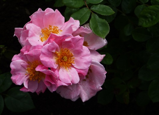 pink simple roses