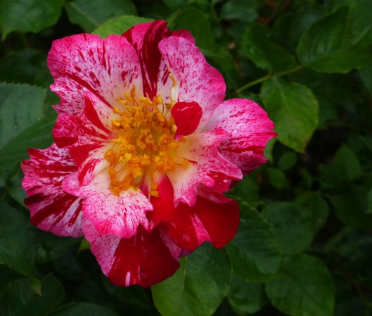 speckled rose